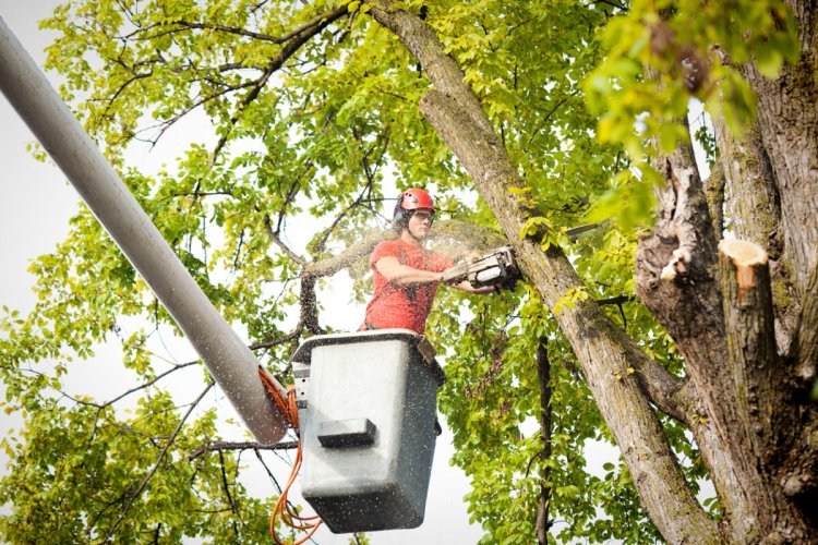 24/7 Tree Trimming Service in Houston for Residential and Commercial Needs