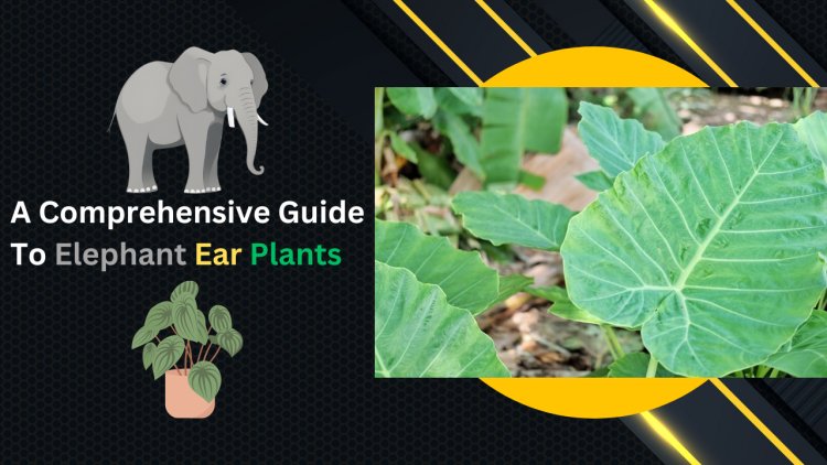 A Comprehensive Guide To Elephant Ear Plants